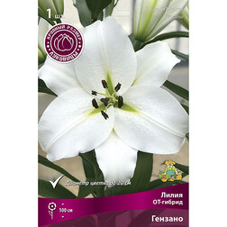 ������ ������ ����� ��-������ ������� (1��.)   ����