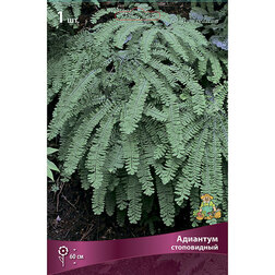 ������ ������ �������� �����������   ����