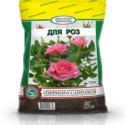 ������ ������ ���� 5� ����   ����