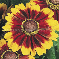 ������ ������ �������� ����� ���� ������ (1��-1000�����) ���������������� ������   ����