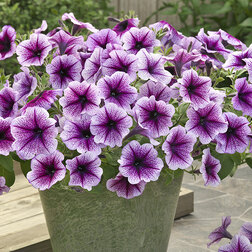 ������ ������ ������� ��������� ����� ����� ���� (1��-100�����) ���������������� ������   ����