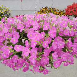 ������ ������ ������� ��������� ����� ���� (1��-250�����) ���������������� ������   ����