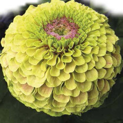 ������ ������ ������ ����� ���� ��� ����� (1��-100��) ���������������� ������   ����