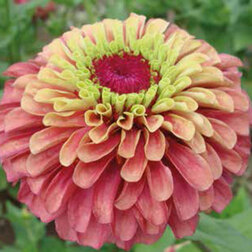 ������ ������ ������ ����� ���� ��� (1��-100��) ���������������� ������   ����