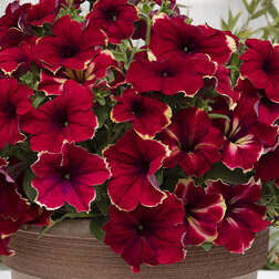 ������ ������ ������� ����������� ��������� ���� (1��-100�����) ���������������� ������   ����