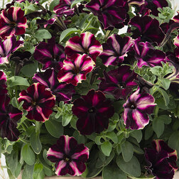 ������ ������ ������� ����������� ��������� ������� (1��-100�����) ���������������� ������   ����