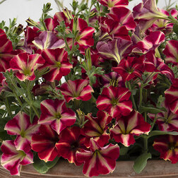 ������ ������ ������� ����������� ��������� ���� (1��-100�����) ���������������� ������   ����