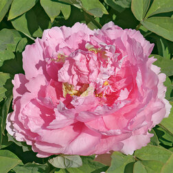 ������ ������ ���� ����������� ������� �����   ����