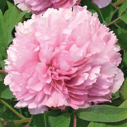 ������ ������ ���� ����������� ������� ��   ����