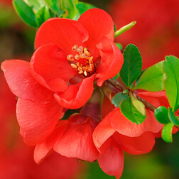 ������ ������ ���� �������� (���������) ��� ������   ����