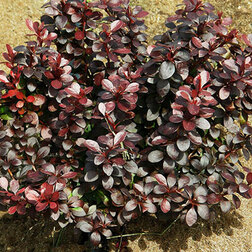 ������ ������ �������� �������� ����� ��� ����   ����