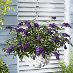 ������ ������ ������� ������ ������� ���� (����� �����)   ����