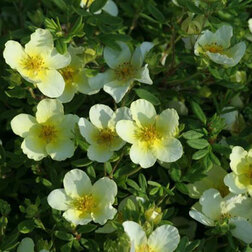 ������ ������ �������� ������������� ��������   ����