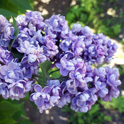 ������ ������ ������ ������������ ��� ����   ����