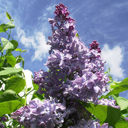 ������ ������ ������ ������������ ������ �������   ����