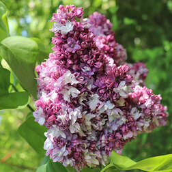 ������ ������ ������ ������������ ������ �����������   ����