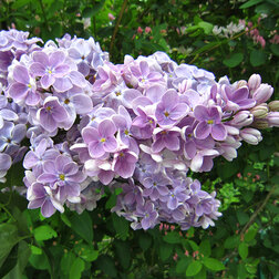 ������ ������ ������ ������������ ���   ����