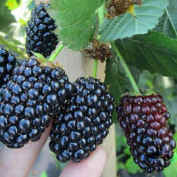 ������ ������ ������� ���� ���� (���������)   ����