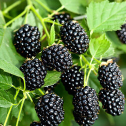 ������ ������ ������� ��� (���������)   ����