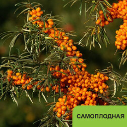 ������ ������ �������� ���������� �����   ����