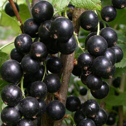 ������ ������ ��������� ������ ������   ����