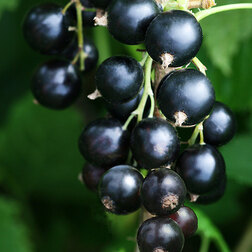 ������ ������ ��������� ������ ��������   ����