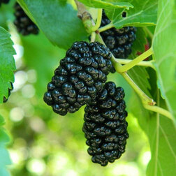 ������ ������ ��������� ������ �������� �����������   ����