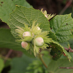 ������ ������ ������ (������ ������������) �������� (� �����)   ����