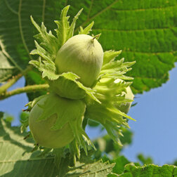 ������ ������ ������ (������ ������������) ��������� (� �����)   ����