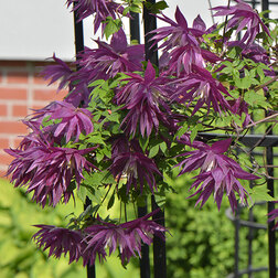 ������ ������ �������� ������������ ϸ�� ��������   ����