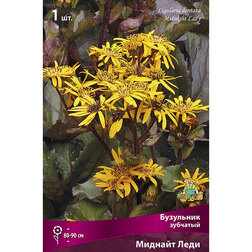 ������ ������ ��������� �������� ������� ����   ����