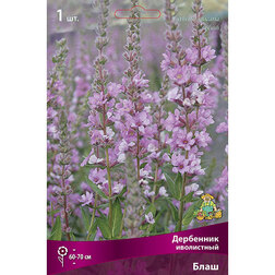 ������ ������ ��������� ���������� ����   ����