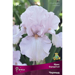 ������ ������ ���� ��������� ������   ����