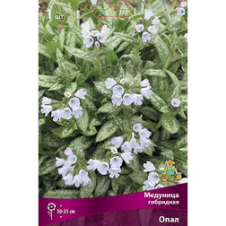 ������ ������ �������� ��������� ����   ����