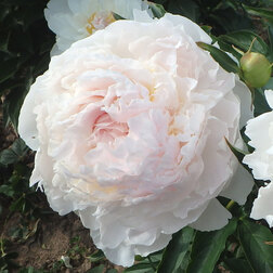 ������ ������ ���� ���������������� ������ ���* 2-3 �����   ����