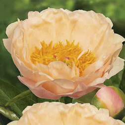 ������ ������ ���� ���������������� ����� ���* 2-3 �����   ����