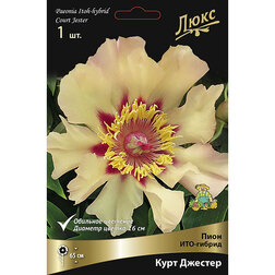 ������ ������ ���� ���-������ ���� �������* 2-3 �����   ����