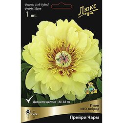 ������ ������ ���� ���-������ ������ ����* 2-3 �����   ����