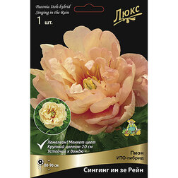 ������ ������ ���� ���-������ ������� �� �� ����* 2-3 �����   ����