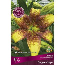 ������ ������ ����� ��������� ����� ������ ����� (1 ��.)   ����