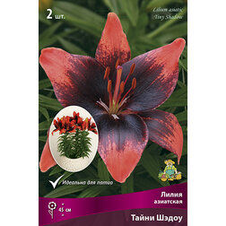 ������ ������ ����� ��������� ����� ����� (2 ��.)   ����