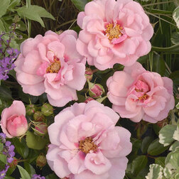 ������ ������ ���� ���������� ����� ���� �� ������   ����