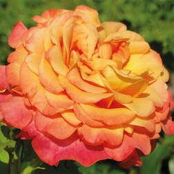 ������ ������ ���� ������ �������� �� ����� �����   ����