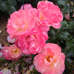 ������ ������ ���� ����� �������� ��� �����   ����