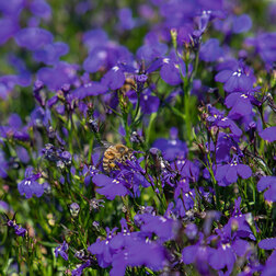 ������ ������ ������� ������������ ����� ���� (1��-1000�����) ���������������� ������   ����