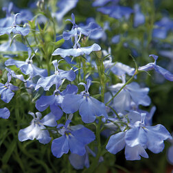 ������ ������ ������� ������������ ����� ���� ��� (1��-1000�����)   ����