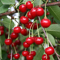 ������ ������ ����� �������� (������ ����� �����������) (� �����)   ����