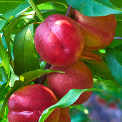 ������ ������ �������� ���� (������ �����) (� �����)   ����