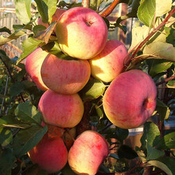 ������ ������ ������ ������ (������ 54-118 ��������������) (� �����)   ����