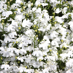 ������ ������ ������� ������������ ����� ���� (1��-100�/�����) ���������������� ������   ����